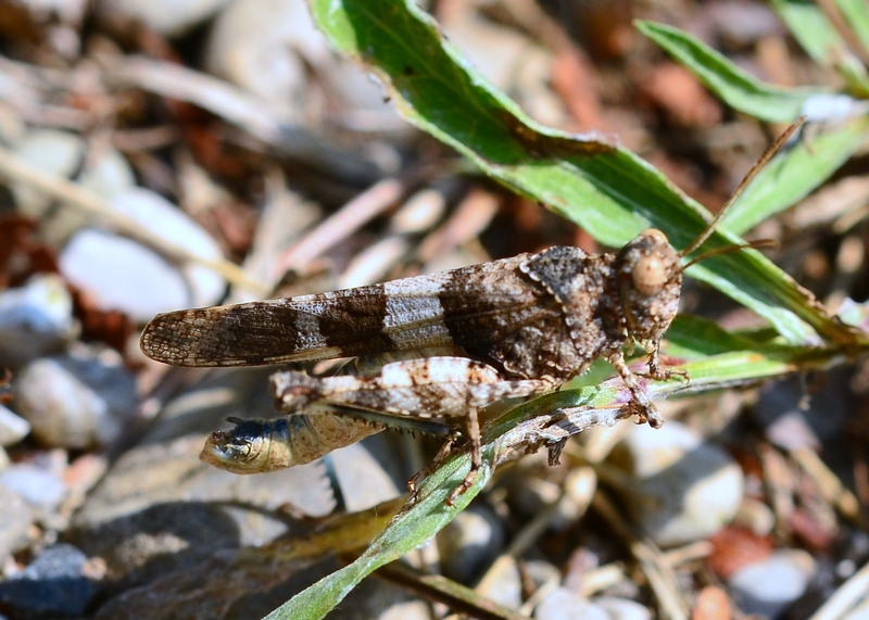 Acrididae: Oedipoda caerulescens